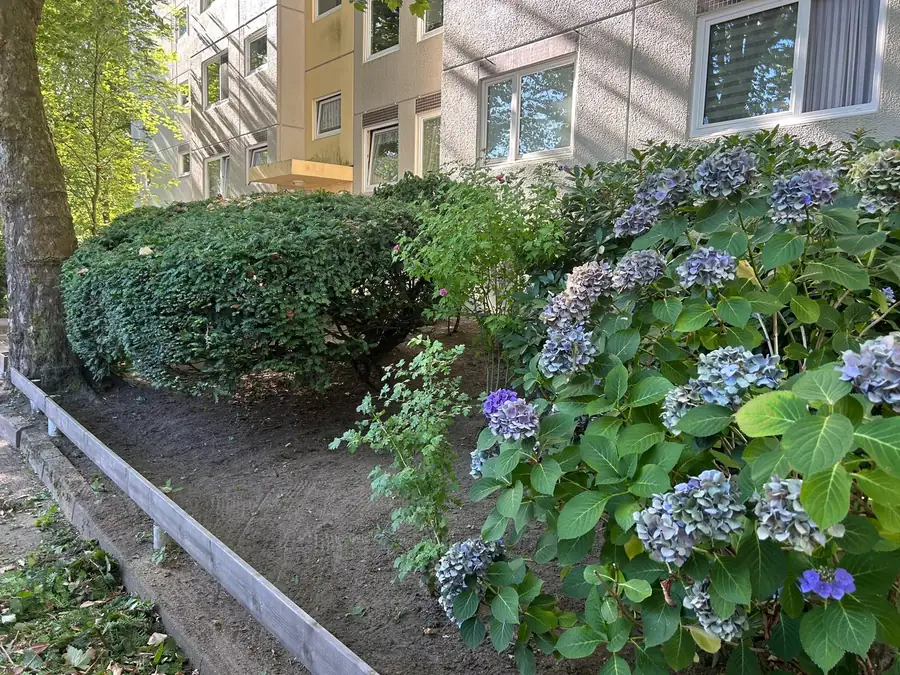 Blühende Hortensien und eine rund geschnittene Hecke vor einem Wohnhaus, davor ein frei geräumtes Beet mit Holzkante